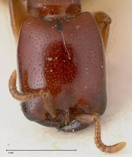 Dorylus spininodis specimen FOCOL0381 image focol0381_2
