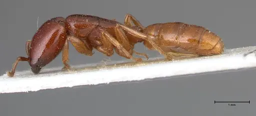 Dorylus spininodis specimen FOCOL0381 image focol0381_3