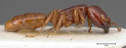 Dorylus spininodis specimen FOCOL0381 image focol0381_4