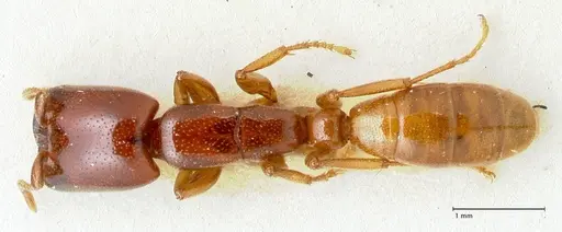 Dorylus spininodis specimen FOCOL1088 image focol1088_1