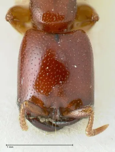 Dorylus spininodis specimen FOCOL1088 image focol1088_2