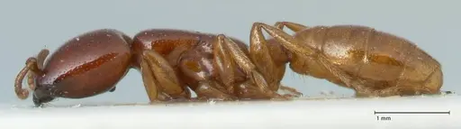 Dorylus spininodis specimen FOCOL1088 image focol1088_3