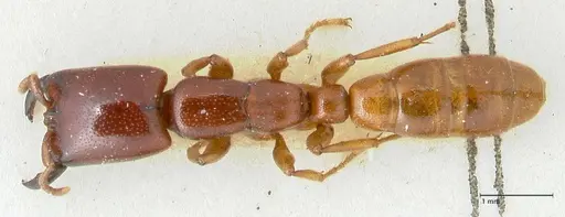 Dorylus spininodis specimen FOCOL1089 image focol1089_1