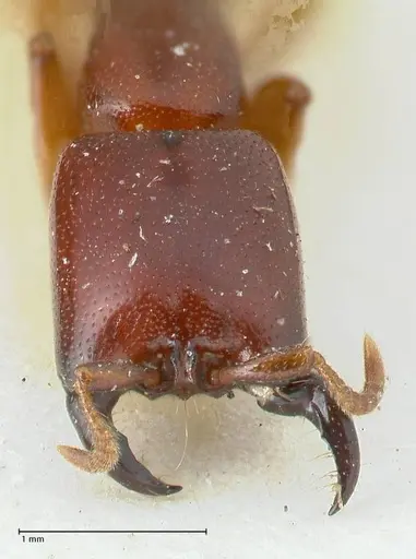 Dorylus spininodis specimen FOCOL1089 image focol1089_2