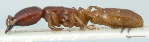 Dorylus spininodis specimen FOCOL1089 image focol1089_3