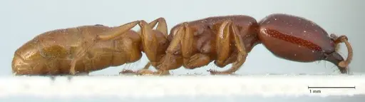 Dorylus spininodis specimen FOCOL1089 image focol1089_4