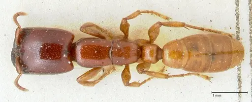 Dorylus spininodis specimen FOCOL1090 image focol1090_1