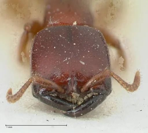 Dorylus spininodis specimen FOCOL1090 image focol1090_2