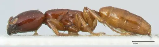 Dorylus spininodis specimen FOCOL1090 image focol1090_3