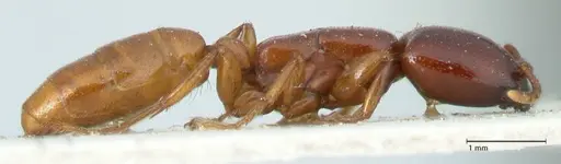 Dorylus spininodis specimen FOCOL1090 image focol1090_4