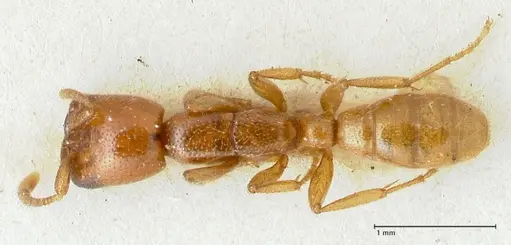 Dorylus spininodis specimen FOCOL1091 image focol1091_1