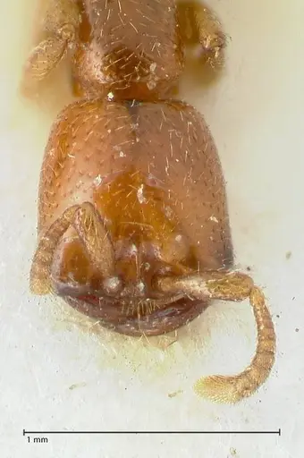 Dorylus spininodis specimen FOCOL1091 image focol1091_2