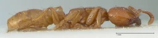 Dorylus spininodis specimen FOCOL1091 image focol1091_4