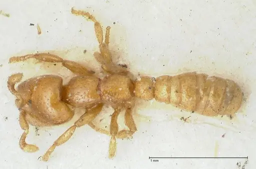 Dorylus spininodis specimen FOCOL1092 image focol1092_1