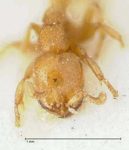 Dorylus spininodis specimen FOCOL1092 image focol1092_2