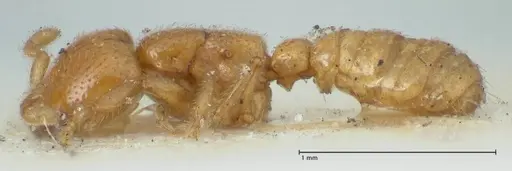 Dorylus spininodis specimen FOCOL1092 image focol1092_3