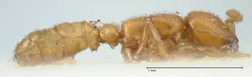 Dorylus spininodis specimen FOCOL1092 image focol1092_4