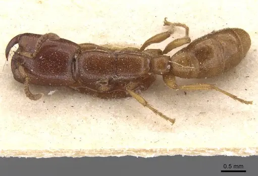 Dorylus spininodis specimen RMCAENT000017711 image rmcaent000017711_1