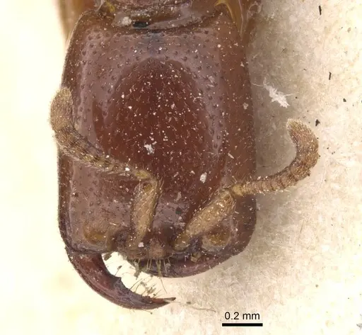 Dorylus spininodis specimen RMCAENT000017711 image rmcaent000017711_2