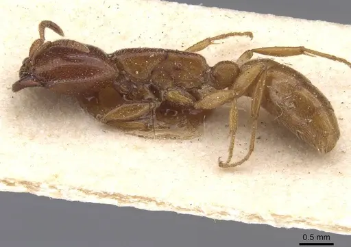 Dorylus spininodis specimen RMCAENT000017711 image rmcaent000017711_3