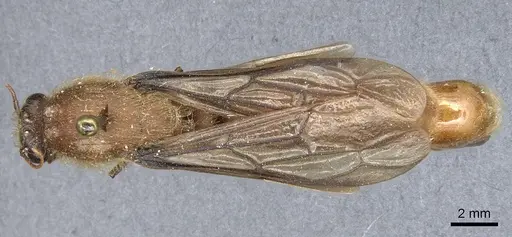 Dorylus stadelmanni specimen CASENT0903707 image casent0903707_1