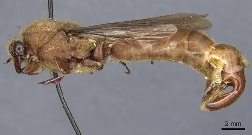 Dorylus stadelmanni specimen CASENT0903707 image casent0903707_3
