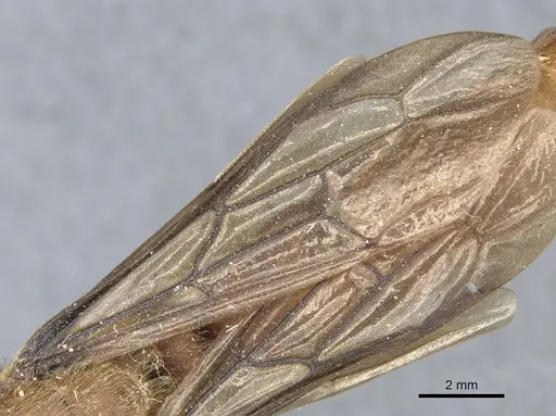Dorylus stadelmanni specimen CASENT0903707 image casent0903707_4
