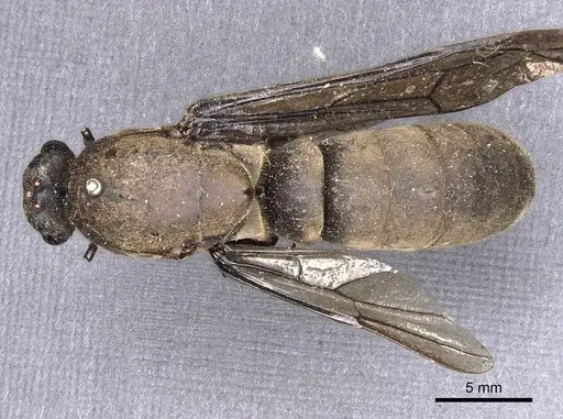 Dorylus stanleyi specimen CASENT0905926 image casent0905926_1