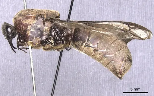 Dorylus stanleyi specimen CASENT0905926 image casent0905926_3