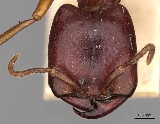 Dorylus stanleyi specimen CASENT0914046 image casent0914046_2
