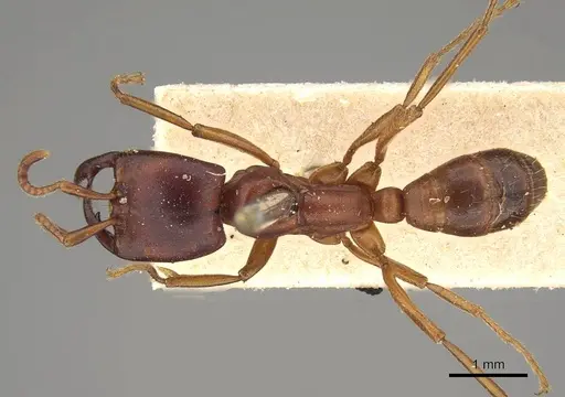 Dorylus stanleyi specimen CASENT0914047 image casent0914047_1