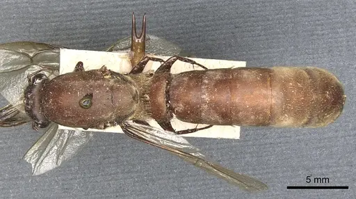 Dorylus staudingeri specimen CASENT0903708 image casent0903708_1