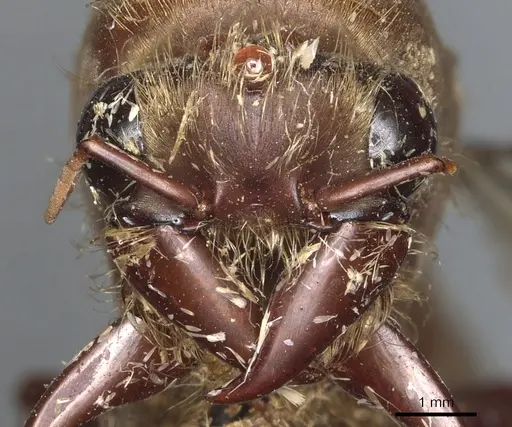 Dorylus staudingeri specimen CASENT0903708 image casent0903708_2