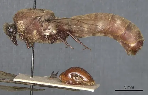 Dorylus staudingeri specimen CASENT0903708 image casent0903708_3