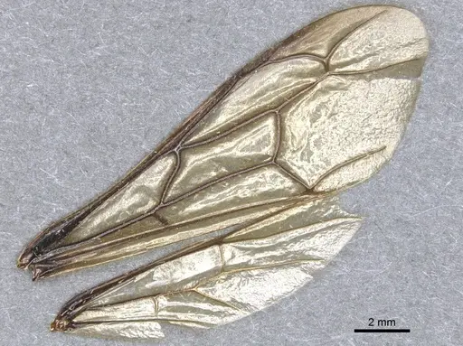 Dorylus staudingeri specimen CASENT0903708 image casent0903708_4