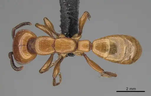 Dorylus striatidens specimen CASENT0064555 image casent0064555_1