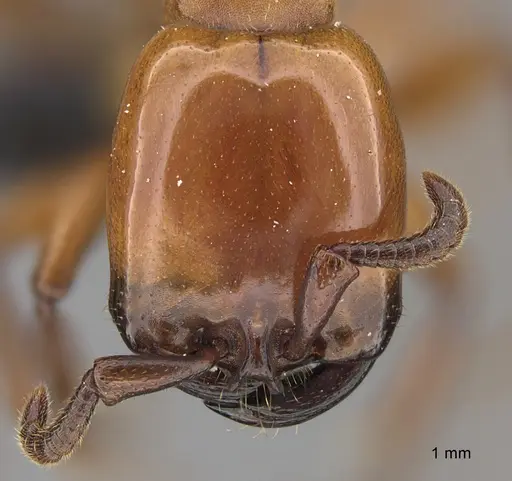 Dorylus striatidens specimen CASENT0064555 image casent0064555_2