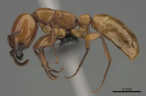 Dorylus striatidens specimen CASENT0064555 image casent0064555_3
