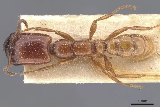 Dorylus striatidens specimen CASENT0911344 image casent0911344_1