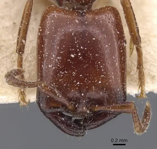 Dorylus striatidens specimen CASENT0911344 image casent0911344_2