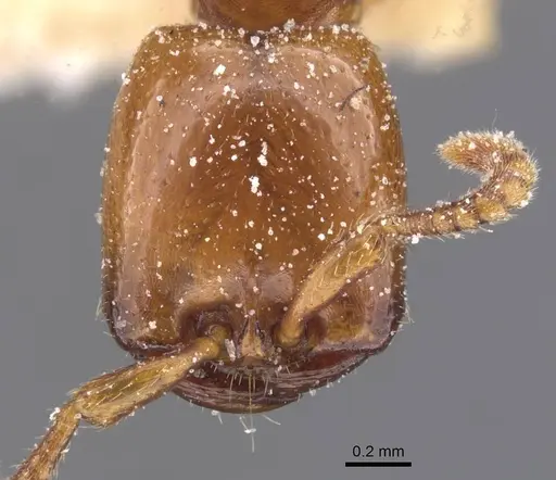 Dorylus striatidens specimen CASENT0911345 image casent0911345_2