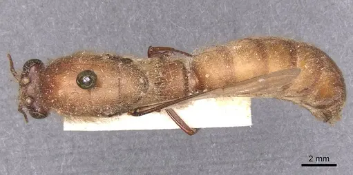 Dorylus sudanicus specimen CASENT0911334 image casent0911334_1