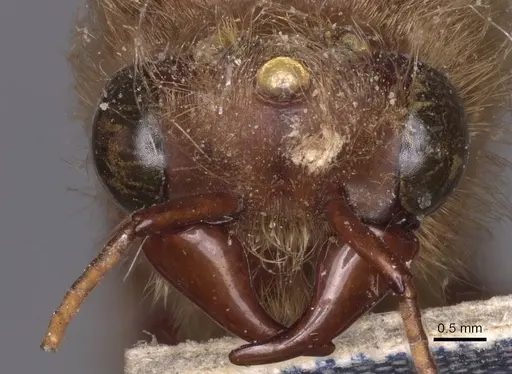 Dorylus sudanicus specimen CASENT0911334 image casent0911334_2
