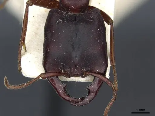 Dorylus titan specimen CASENT0911320 image casent0911320_2