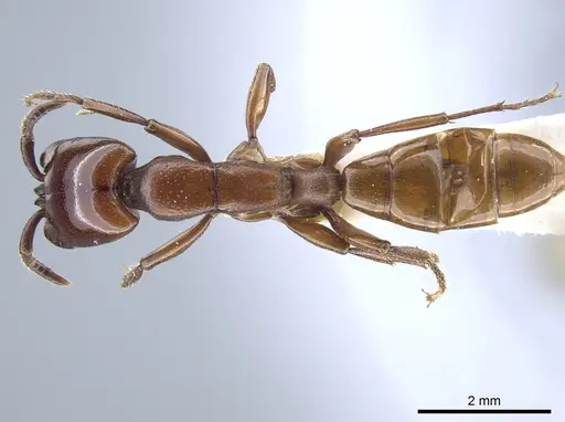 Dorylus vishnui specimen CASENT0651689 image casent0651689_1
