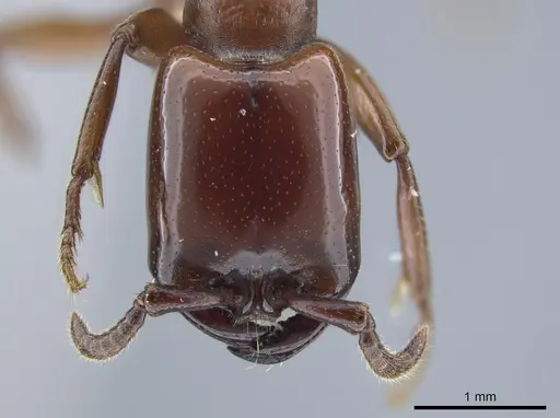 Dorylus vishnui specimen CASENT0651689 image casent0651689_2