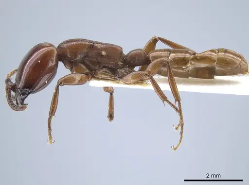 Dorylus vishnui specimen CASENT0651689 image casent0651689_3