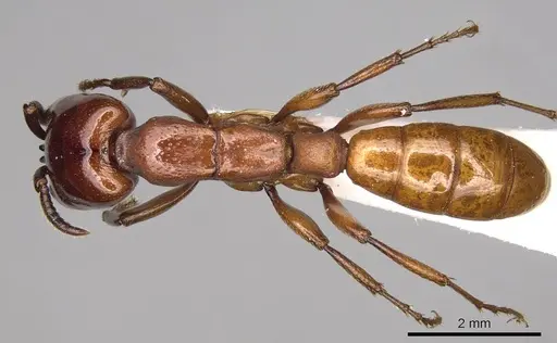 Dorylus vishnui specimen CASENT0914039 image casent0914039_1