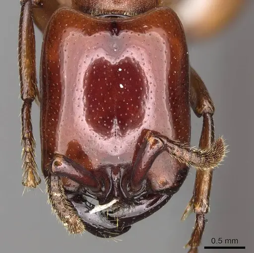 Dorylus vishnui specimen CASENT0914039 image casent0914039_2
