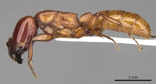 Dorylus vishnui specimen CASENT0914039 image casent0914039_3
